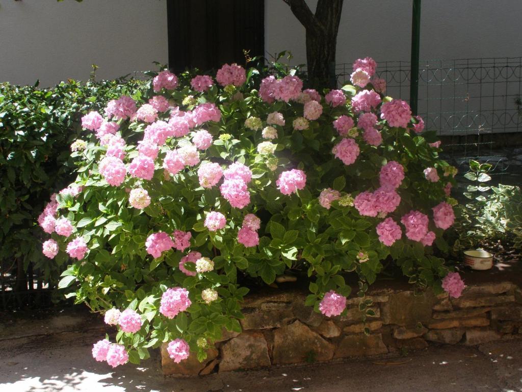 Casa Leona